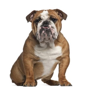 Health of Purebred Dog vs. Mutts