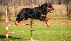 Rottweilers as working dogs