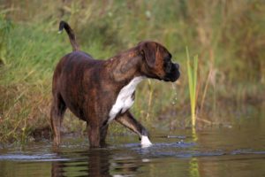 Boxers as working dogs