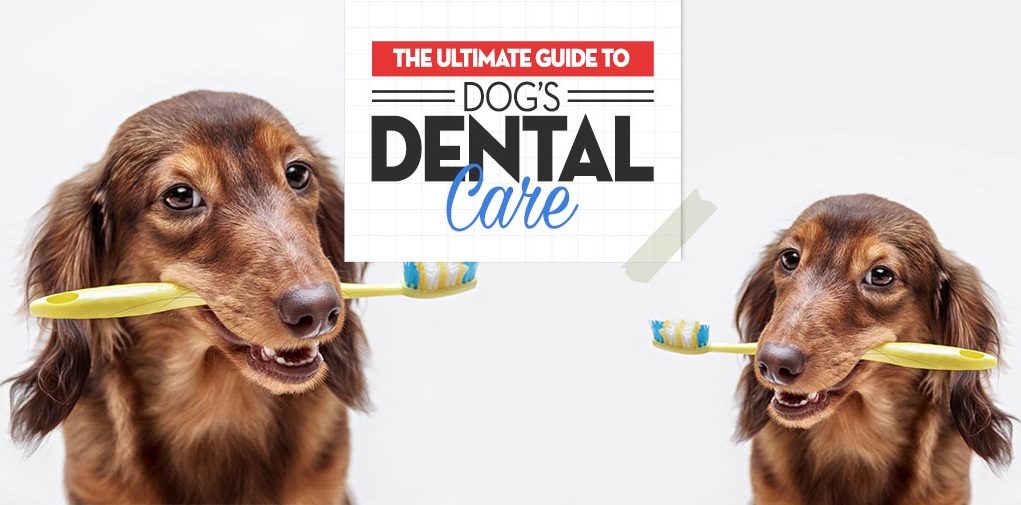 Pet Owner's Full Guide to Dog Dental Care