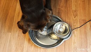 Pioneer Pet Big Max Dog Drinking Fountain Review