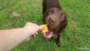 Pumpkin Peanut Butter Dog Treat Recipe