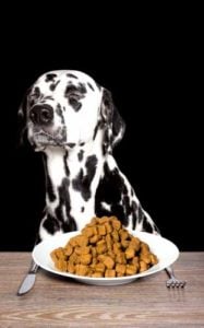 Reasons Why Your Dog Wont Eat or Drink