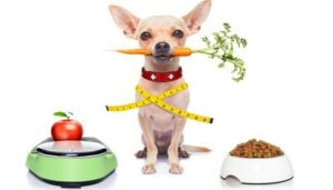 Scientific Reasons Homemade Dog Food is Better