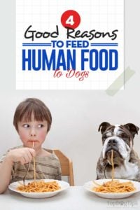 The 4 Good Reasons to Feed Human Food to Dogs