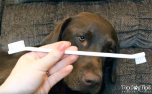 The Best Toothbrush for Dogs