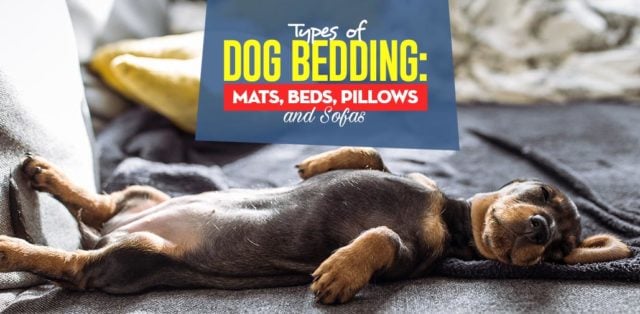 The Different Types of Dog Bedding