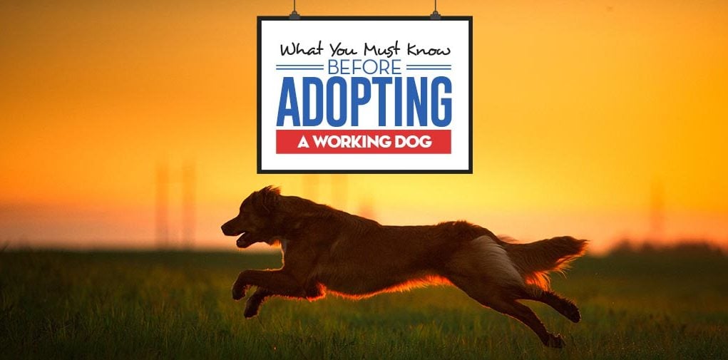 The Guide on Adopting a Working Dog