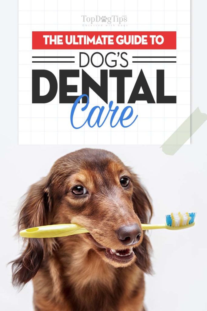 The Guide on Dog Dental Care