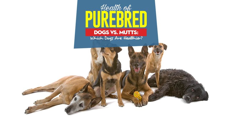 The Guide on Health of Purebred Dogs vs Mutts