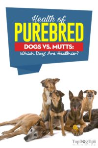 The Health of Purebred Dogs vs Mutts