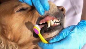 The Ultimate Guide to Dog Dental Care