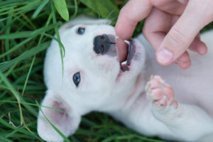 Puppy teeth cleaning