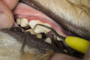 Professional Dog Dental Cleaning