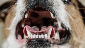 Frequently Asked Questions About Dog Dental Care