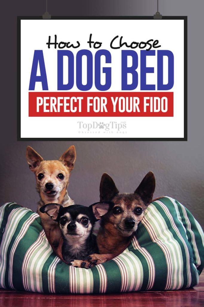 Tips on How to Choose a Dog Bed Perfect for Your Fido