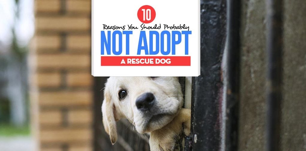 Top 10 Reasons Why Dog Adoption May Not Be for You