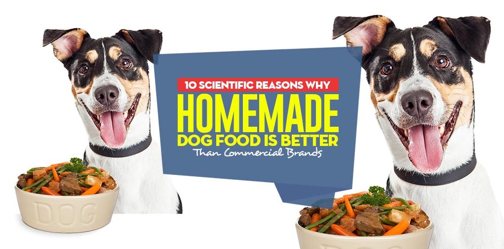 Top 10 Scientific Reasons Homemade Dog Food is Better Than Commercial Foods