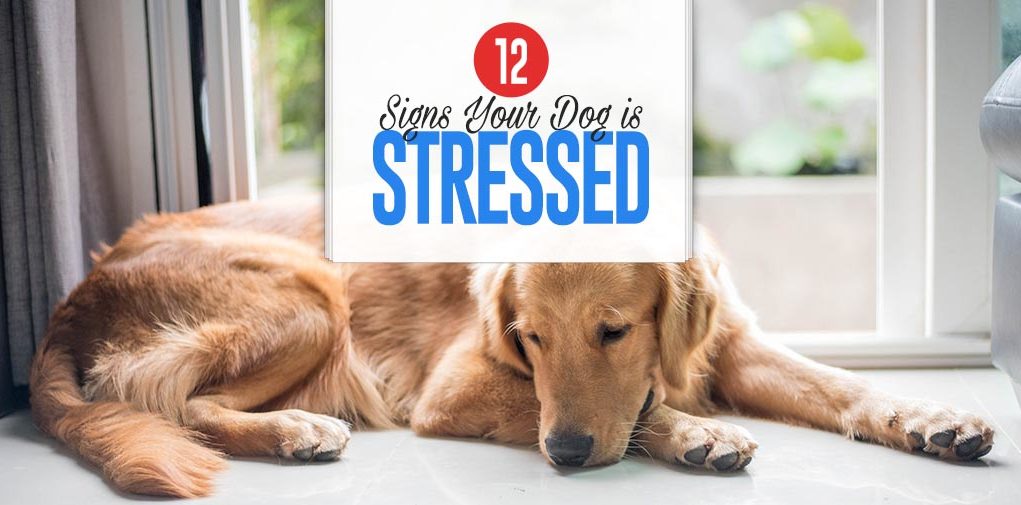 Top 12 Signs Your Dog Is Stressed