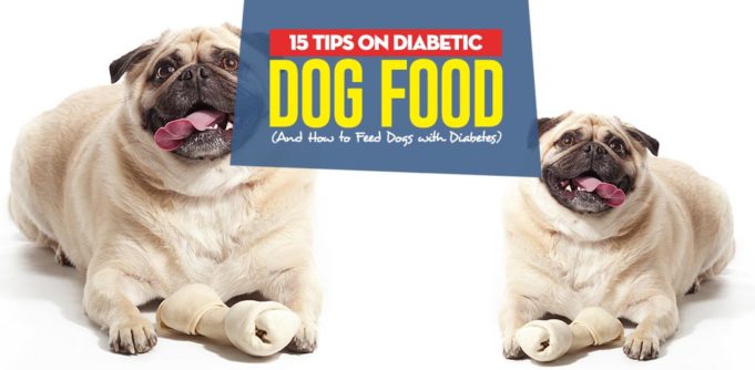 Top 15 Tips on Diabetic Dog Food and How to Feed Dogs with Diabetes