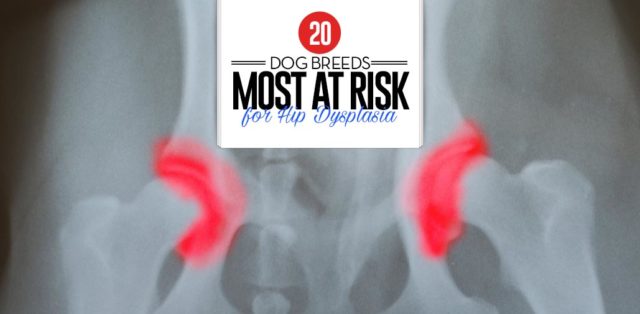 Top 20 Dog Breeds Most at Risk for Hip Dysplasia