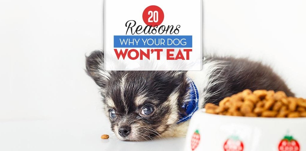 Top 20 Reasons Why Your Dog Won’t Eat or Drink