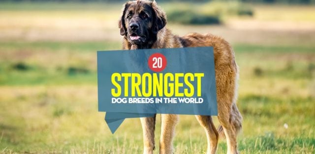 Top 20 Strongest Dog Breeds In the World