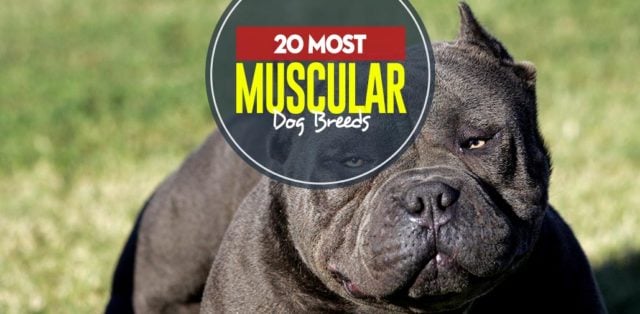 Top 22 Most Muscular Dog Breeds