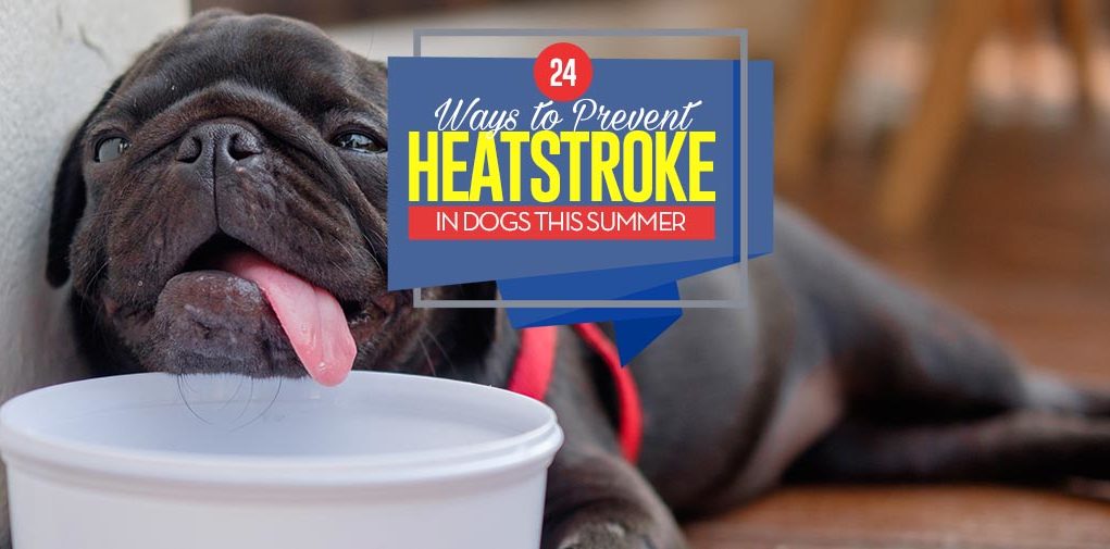 Top 24 Ways to Prevent Heatstroke in Dogs This Summer