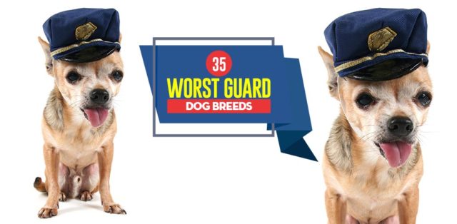 Top 35 Worst Guard Dog Breeds