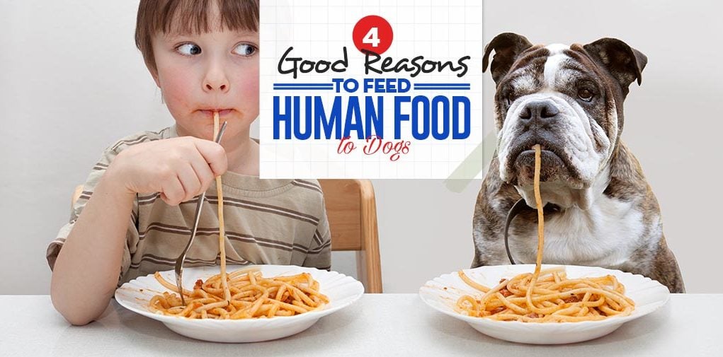 Top 4 Good Reasons to Feed Human Food to Dogs