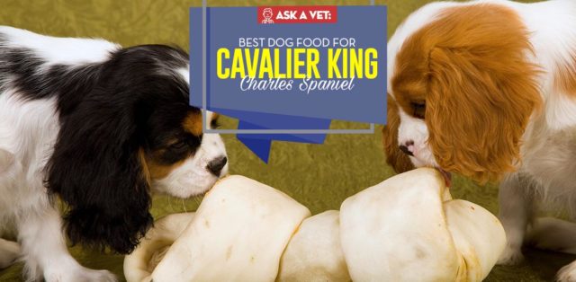 Top Best Dog Food for Cavalier King Charles Spaniel