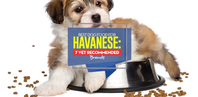 Top Best Dog Food for Havanese