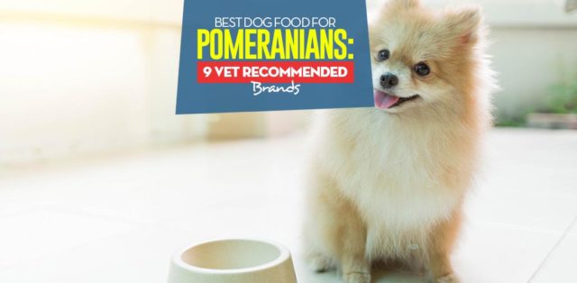 Top Best Dog Food for Pomeranians