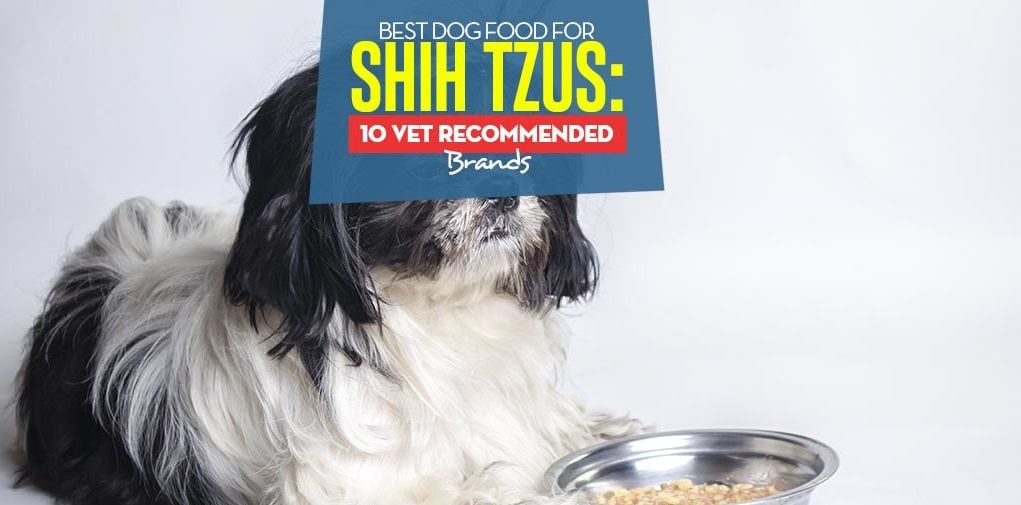 Top Best Dog Food for Shih Tzus