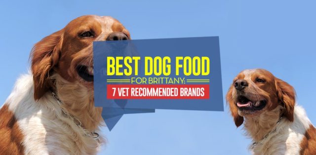 Top Best Dog Foods for Brittany