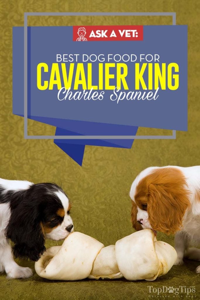 Top Rated Best Dog Food for Cavalier King Charles Spaniel