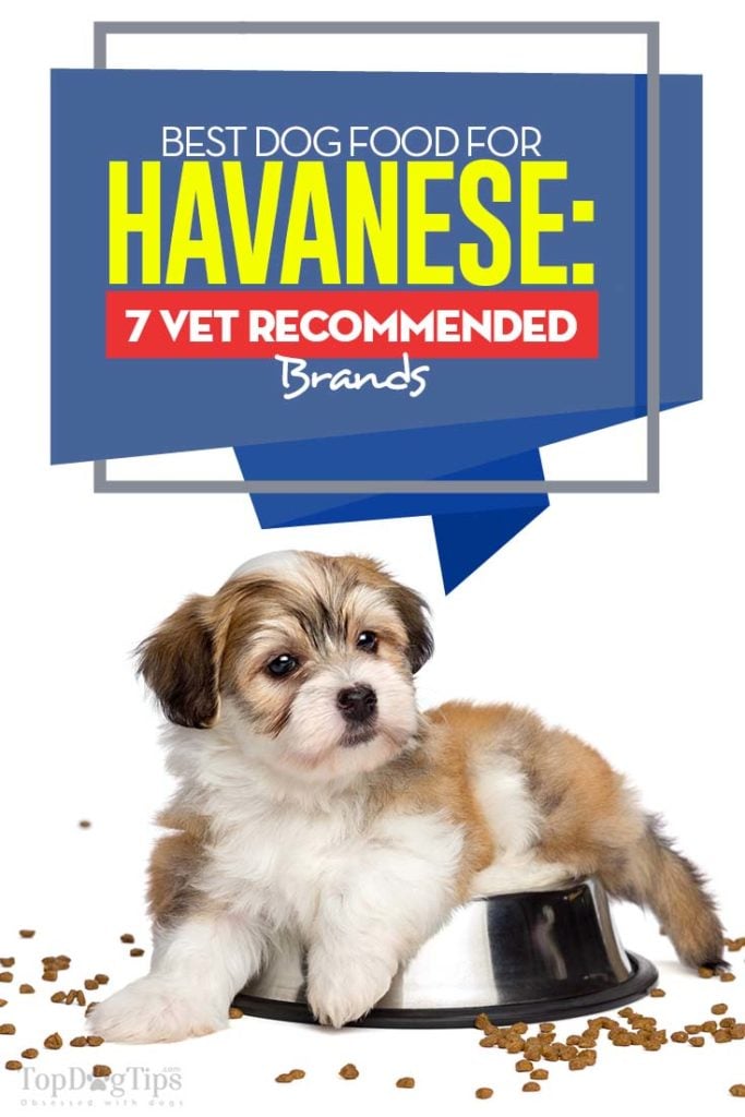 Top Rated Best Dog Food for Havanese