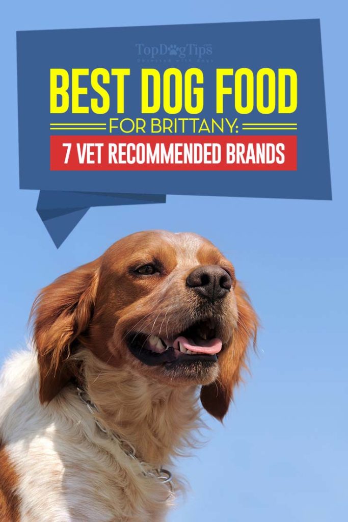 Top Vet Rated Best Dog Foods for Brittany