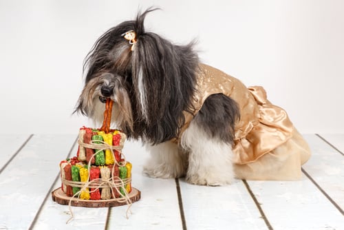 Havanese eating treats