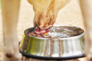 Dehydration in dogs and not drinking enough water at home