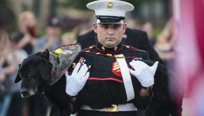 Emotional Farewell Ceremony Held for Marine Dog