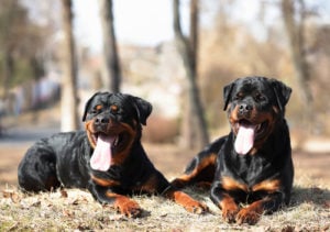 Rottweiler