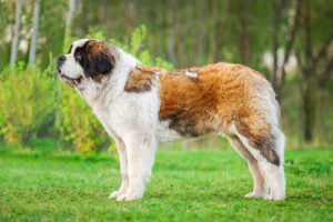 Saint Bernard