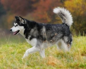 Alaskan Malamute