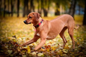 Rhodesian Ridgeback