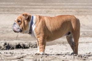 English Bulldog