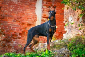  Doberman Pinscher