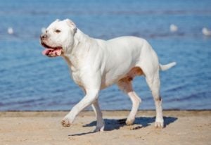 Dogo Argentino