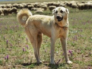 Kangal